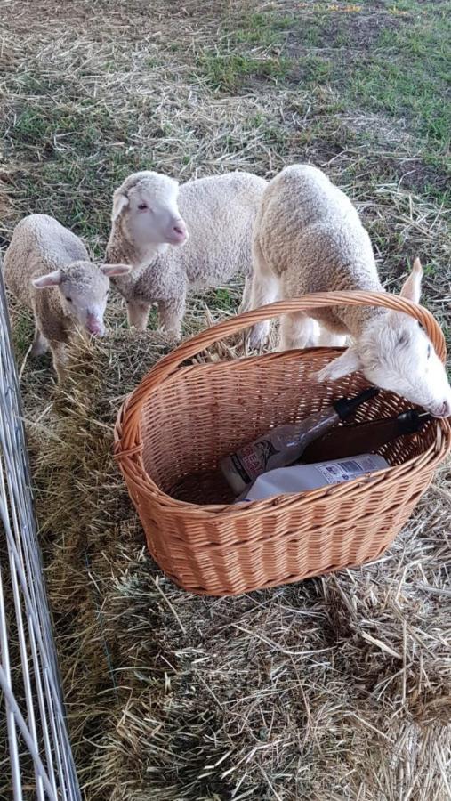 New Horizons Farm Stay Smeaton Εξωτερικό φωτογραφία