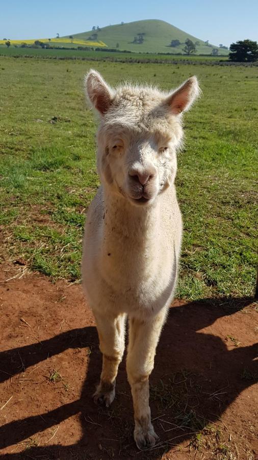 New Horizons Farm Stay Smeaton Εξωτερικό φωτογραφία
