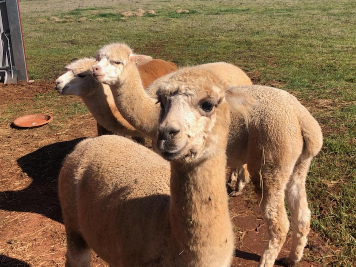 New Horizons Farm Stay Smeaton Εξωτερικό φωτογραφία